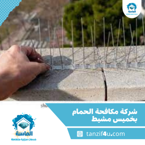 شركة مكافحة الحمام بخميس مشيط