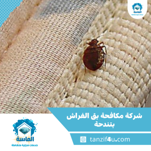 شركة مكافحة بق الفراش بتندحة شركة مكافحة بق الفراش بتندحة