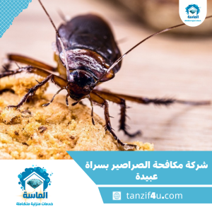 شركة مكافحة الصراصير بسراة عبيدة